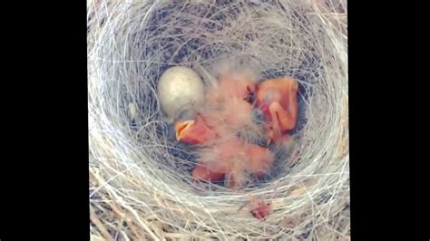 Sparrow Eggs Have Hatched Youtube