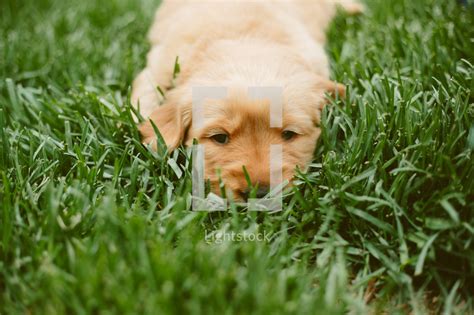 In addition to being smart, golden retrievers have exceptional sense of smell and tracking, which largely qualifies them to be a part of various search/rescue teams. Golden retriever puppy laying in the grass. — Photo ...