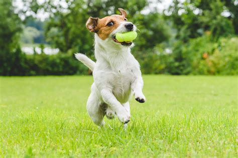 The Best Dog Breeds For Runners Purewow Dog Breeds Jack Russell