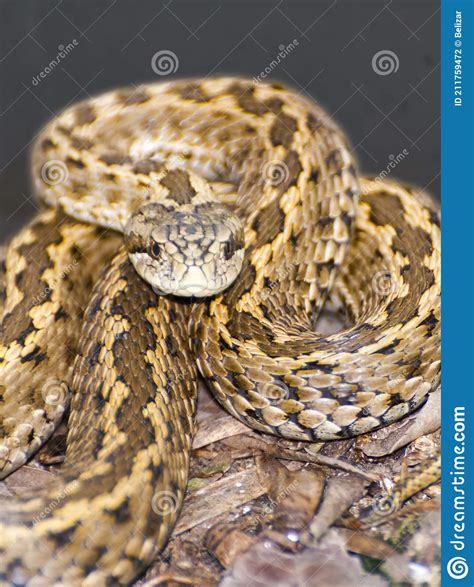 An Endangered Hungarian Viper On The Ground Stock Photo Image Of