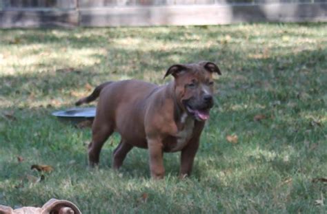 They offer bullies for sale through reputable breeders. ABKC American bully pups for Sale in Austin, Texas ...