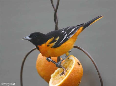 Baltimore Oriole South Dakota Birds And Birding