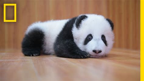 A Stunning Collection Of Full 4k Cute Panda Images Over 999 Adorable Shots
