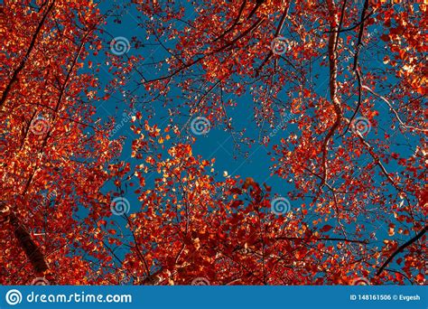 Red Autumn Foliage Of Trees On A Background Stock Photo Image Of