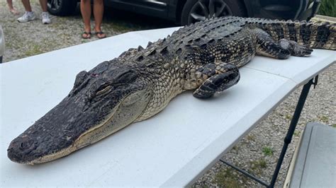 Alligator Captured In Whitley County Lake Vacation Apartment News Airbnb And More