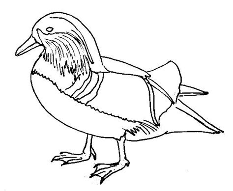 How To Draw A Mandarin Duck