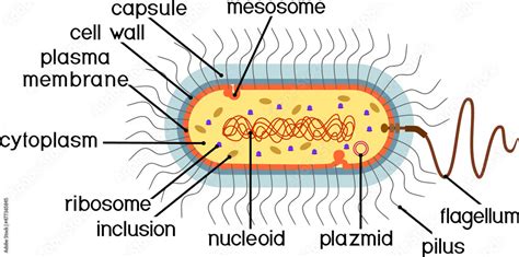 Bacterial Cell Structure Prokaryotic Cell With Nucleoid Flagellum