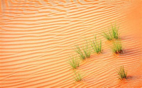 Desert Grass Photograph By Alexey Stiop Pixels