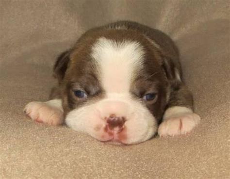 Click here to be notified when new boston terrier puppies are listed. ~* AKC Boston Terrier Puppies - Fawn/White and Brindle ...