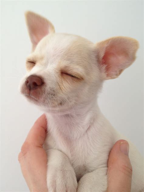 79 Smooth Coat Chihuahua Puppies For Sale L2sanpiero
