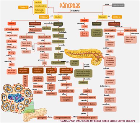 43 Mapa Conceptual De Sistema Endocrino Png Pedicas