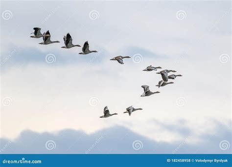 Migrating Geese Flying In V Formation Stock Photo Image Of Flying