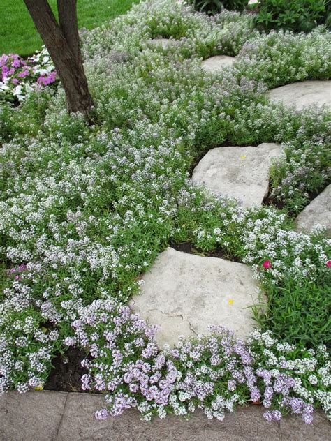 Play with friends and see who can get the highest score! Sweet Alyssum (Lobularia maritima) - Rotary Botanical Gardens