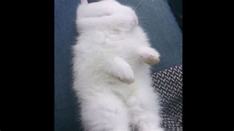 Cute Bunny Just Wants To Sleep Video Abc News