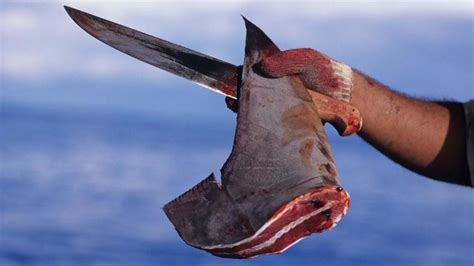 Petition · Help End Shark Finning United States ·