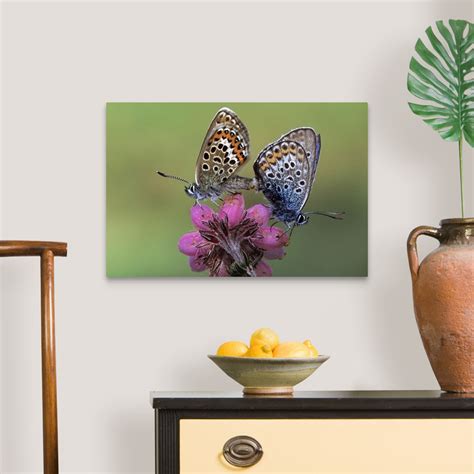 Silver Studded Blue Butterfly Pair Mating On Flower Europe Wall Art