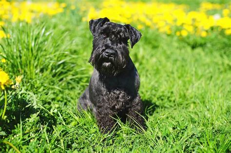 Miniature Schnauzer Dog Breed Everything About Miniature Schnauzers