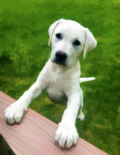 How Much Is A White Lab Puppy
