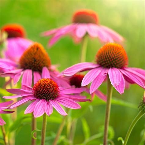 Purple Coneflower Echinacea Purpurea Asteraceae A Robust Drought