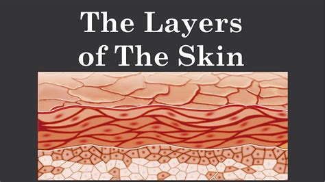 The Integumentary System The Skin Youtube