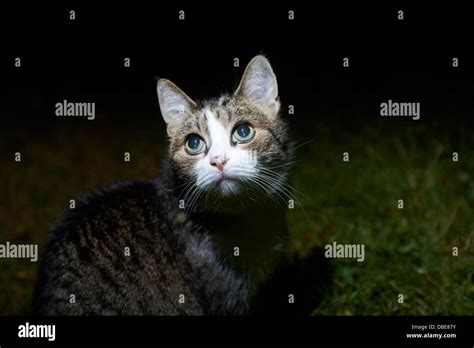 Domestic Cat Watching And Hunting By Night Stock Photo Alamy