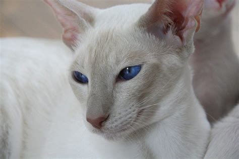 Siamese Cat Colors Chart Fascinating Facts Siamese Of Day