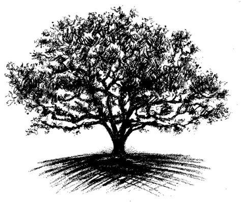 Oak Tree Drawing Oak Tree Tattoo Oak Tree Drawings Tree Drawing