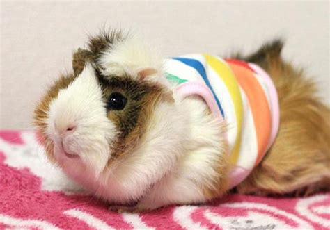 Interesting Guinea Pig Fashion In Japan Design Swan