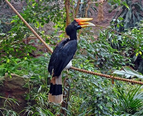 Mangunwijaya diterbitkan pertama kali oleh penerbit djambatan, jakarta, agustus tahun 1981. Kata-Kata Online: Burung Kenyalang