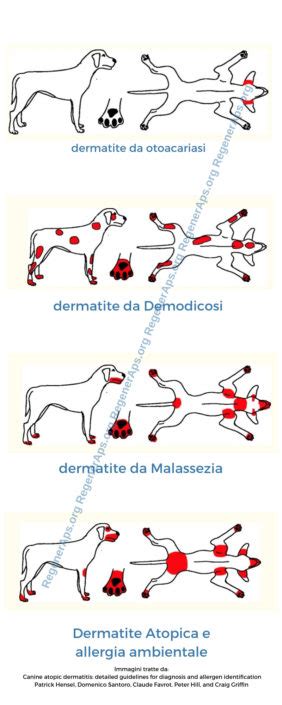 Dermatite Atopica Nel Cane Tutto Quello Che C Da Sapere Regeneraps