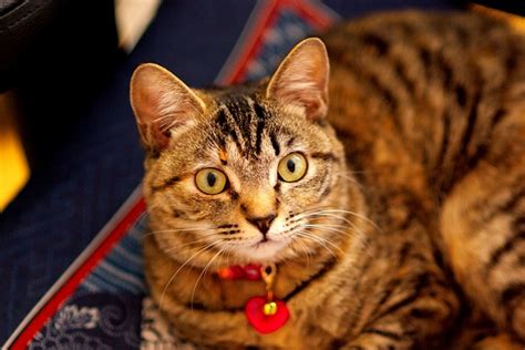 고양이 동물 애완 국내 Pixabay의 무료 사진 Pixabay