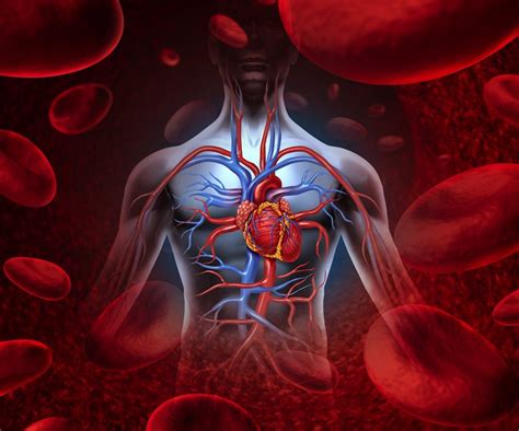 11 Surprising Facts About The Circulatory System Live Science