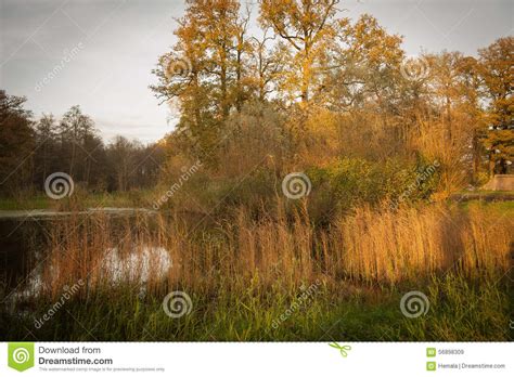 Pond In Autumn Colored Forest Stock Image Image Of Surrounded Trees