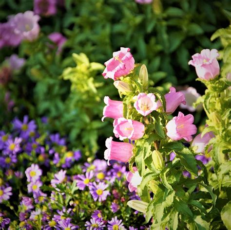 Blooms are 2 double bells that look like cups and saucers and come in shades of white, pink, blue, and lavender. Mixed Canterbury Bells Seeds, Campanula Medium Seeds ...