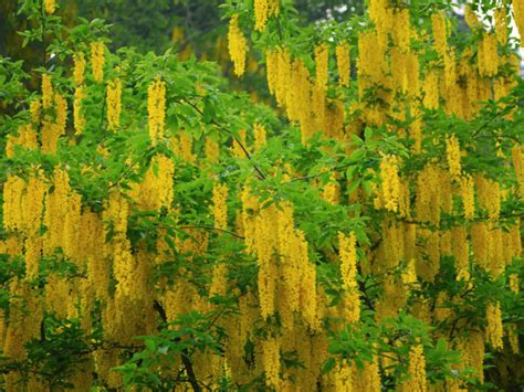 How To Grow And Care For Laburnum World Of Flowering Plants