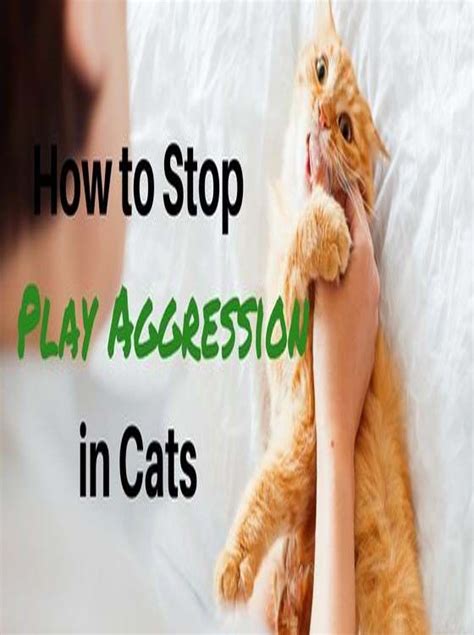 How To Stop Playtime Aggression In Cats Cat Guides Cat Behavior