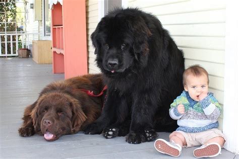 Giant Dog Breeds An Informative Guide To These Gentle Giants