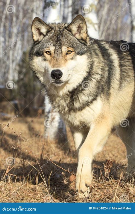 Timber Wolf Walking In Forest Stock Photography