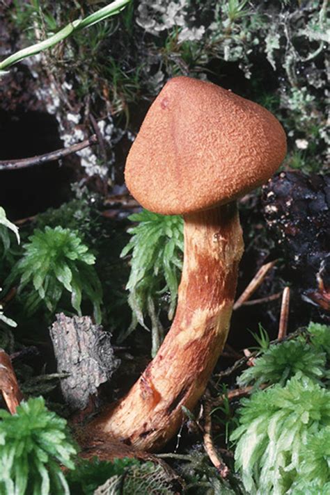 Wild Mushrooms A Very Brief Guide Life And Style The Guardian