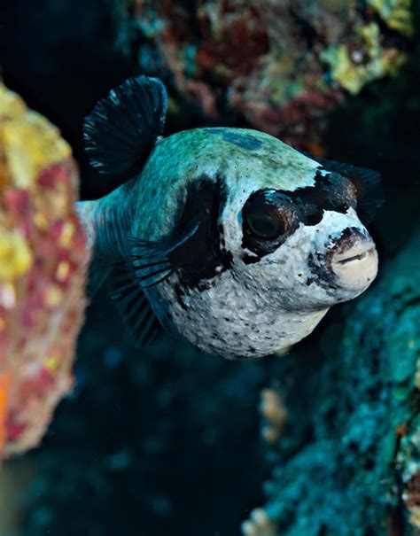 Premium Photo Masked Pufferfish Close Up In The Red Sea Egypt