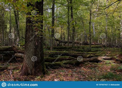 Broken Trees In Autumn Stock Image Image Of Nature 197937421