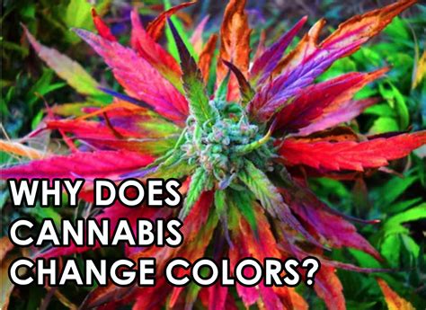 Why Does Cannabis Change Colors
