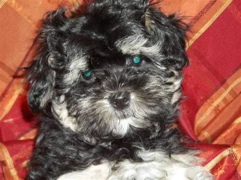 Jack is the puppy for you! Adorable Shih Tzu/Poodle/Maltese Puppies for Sale in ...