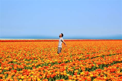 Welcome to the great nation of holland: Visiting Holland's Amazing Tulip Fields | The World Hopper