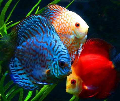 Top 10 Most Beautiful Colorful Fish Types In 2020 Discus