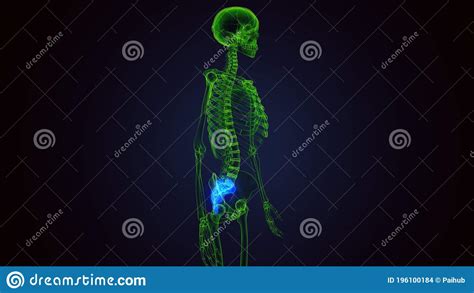 3d Renderen Van Anatomie Met Het Menselijk Skelet Sacrum Stock