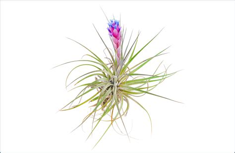 Air Plant Care Guide Growing Information Tips Proflowers Blog