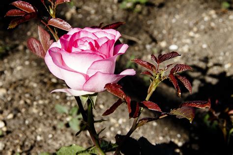 Rose Rosa Pinke Kostenloses Foto Auf Pixabay Pixabay