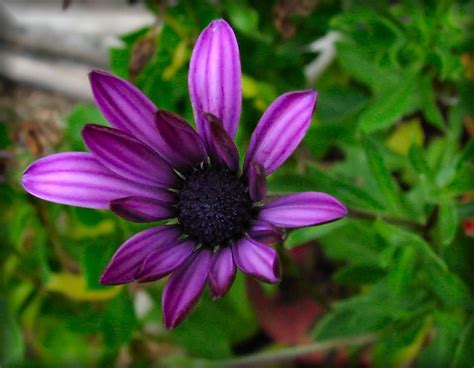 Maybe you would like to learn more about one of these? African Daisy startup | Beautiful gardens, Daisy flower ...