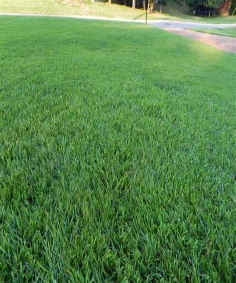 Zoysia grass faces gardening problems such as early browning, brown crown spots, and spots, rust. Zoysia Grass | Wahat Al Sahraa - We deliver quality.